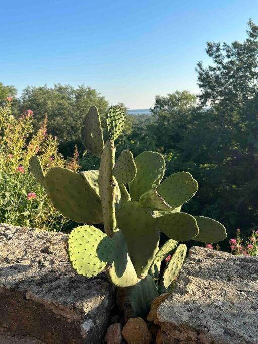 Sous Le « figuier » Villa
